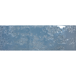 KAMADO GLOSSY DENIM POŁYSK...