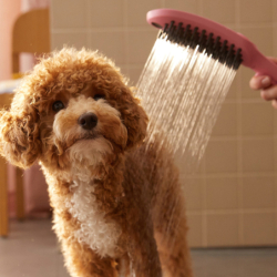 Główka prysznicowa dla psów Select 150 3jet różowy DogShower HANSGROHE 26640560